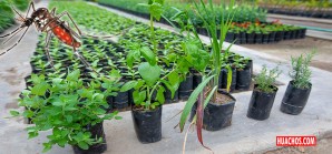 Serpar recomienda cinco plantas para repeler a los mosquitos Serpar recomienda cinco plantas para repeler a los mosquitos