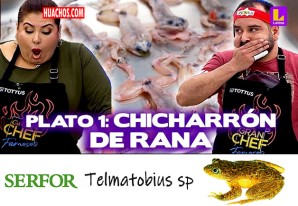 Plato gourmand de la semana: "Chicharrones de ancas de Telmatobius.sp" Plato gourmand de la semana: "Chicharrones de ancas de Telmatobius.sp"