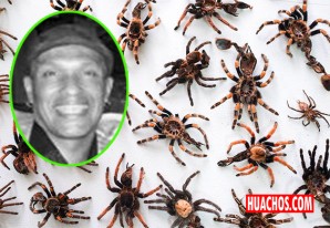 FEMA logró sentencia contra sujeto que intentó exportar tarántulas bebés a Hong Kong FEMA logró sentencia contra sujeto que intentó exportar tarántulas bebés a Hong Kong