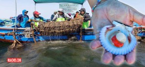 El boom de las deliciosas conchas de abanico de los pescadores peruanos El boom de las deliciosas conchas de abanico de los pescadores peruanos