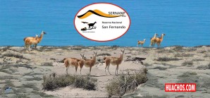 Turismo interno: Visite la extraordinaria Reserva Natural de San Fernando (Marcona-Ica) Turismo interno: Visite la extraordinaria Reserva Natural de San Fernando (Marcona-Ica)