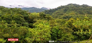 ¿Por qué son tan importantes los bosques para la biodiversidad? ¿Por qué son tan importantes los bosques para la biodiversidad?