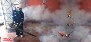 Guerra sin cuartel contra el dengue en la provincia de Ica | VIDEO Guerra sin cuartel contra el dengue en la provincia de Ica | VIDEO