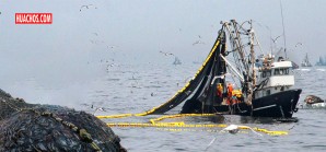 Bandas mafiosas desvian anchoveta destinada al consumo humano para elaborar harina negra Bandas mafiosas desvian anchoveta destinada al consumo humano para elaborar harina negra