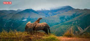 El cóndor andino "Apusinchi" alza su vuelo | VIDEO El cóndor andino "Apusinchi" alza su vuelo | VIDEO