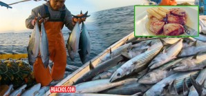 PRODUCE modifica límite de captura del bonito hasta 91 000 toneladas para el 2024 PRODUCE modifica límite de captura del bonito hasta 91 000 toneladas para el 2024