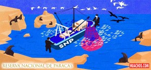 Los ricos pesqueros industriales insisten en pescar en la Reserva de Paracas Los ricos pesqueros industriales insisten en pescar en la Reserva de Paracas
