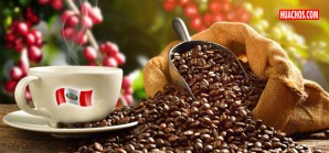 Empresas multinacionales invierten en café de Perú y Cuba para diversificar el suministro mundial Empresas multinacionales invierten en café de Perú y Cuba para diversificar el suministro mundial