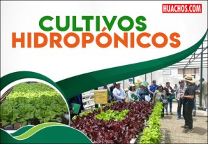 Agricultura hidropónica, una alternativa interesante para el distrito de Huachos | VIDEO Agricultura hidropónica, una alternativa interesante para el distrito de Huachos | VIDEO