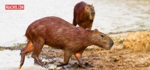 El tiempo de los Capibaras | VIDEO El tiempo de los Capibaras | VIDEO