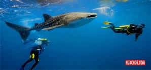 Perú, paraíso de los tiburones, tiene 18% de la biodiversidad mundial de escualos Perú, paraíso de los tiburones, tiene 18% de la biodiversidad mundial de escualos