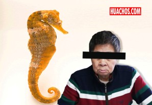 Agarran a traficante chino en Chancay tratando de llevarse los famosos Caballitos de Mar Agarran a traficante chino en Chancay tratando de llevarse los famosos Caballitos de Mar