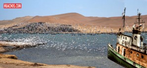 La pesca industrial nacional pone en peligro las áreas marinas protegidas del mar peruano La pesca industrial nacional pone en peligro las áreas marinas protegidas del mar peruano