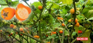 Cocona: conoce esta fruta milagrosa de nuestra generosa Amazonía Cocona: conoce esta fruta milagrosa de nuestra generosa Amazonía