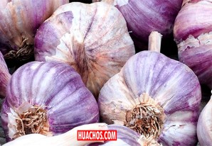 Descubre las propiedades curativas del ajo Descubre las propiedades curativas del ajo