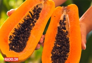 ¿Para qué sirve la papaya y cuáles son sus beneficios en nuestro cuerpo? | VIDEO ¿Para qué sirve la papaya y cuáles son sus beneficios en nuestro cuerpo? | VIDEO