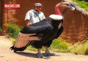 El majestuoso cóndor andino: orgullo del cielo peruano | VIDEO El majestuoso cóndor andino: orgullo del cielo peruano | VIDEO