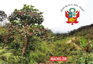 Minsa: conoce los beneficios medicinales de la quina, Chinchona o cascarilla Minsa: conoce los beneficios medicinales de la quina, Chinchona o cascarilla