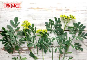 MINSA: Conoce las propiedades curativas de la ruda y para qué sirve MINSA: Conoce las propiedades curativas de la ruda y para qué sirve