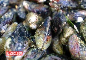 Vedas reproductivas para pejerrey, choro, pulpo y caracol negro para asegurar la sostenibilidad pesquera Vedas reproductivas para pejerrey, choro, pulpo y caracol negro para asegurar la sostenibilidad pesquera