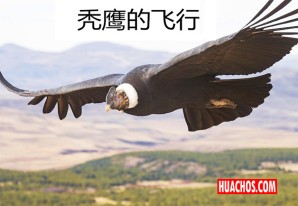 Orquesta china de música antigua interpreta "El Cóndor Pasa" | VIDEO Orquesta china de música antigua interpreta "El Cóndor Pasa" | VIDEO
