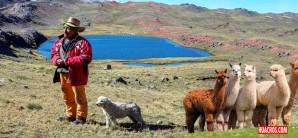 Le succionan el agua a los alpaqueros para la agroexportación masiva a China | VIDEO Le succionan el agua a los alpaqueros para la agroexportación masiva a China | VIDEO