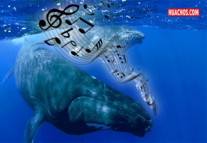Cantos de las ballenas: más que bellos sonidos | VIDEO Cantos de las ballenas: más que bellos sonidos | VIDEO