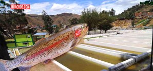 Huancavelica impulsa la biotecnológica de punta para fortalecer la producción acuícola nacional Huancavelica impulsa la biotecnológica de punta para fortalecer la producción acuícola nacional