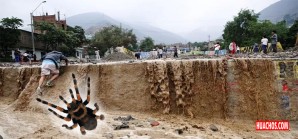 Aparición de arañas venenosas en zonas afectadas por los huaicos en zonas costeras Aparición de arañas venenosas en zonas afectadas por los huaicos en zonas costeras