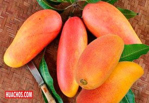 ¿Ya probaron el mango Mahachanok? | VIDEO ¿Ya probaron el mango Mahachanok? | VIDEO