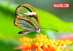 Las mariposas con alas de cristal l VIDEO Las mariposas con alas de cristal l VIDEO