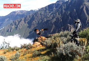 Arequipa: Especialistas de Serfor liberan a cóndor en el Cañón del Colca | VIDEO Arequipa: Especialistas de Serfor liberan a cóndor en el Cañón del Colca | VIDEO