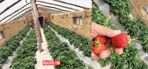 Valerosos estudiantes de Pilpichaca logran cultivar ricas fresas a 4,600 m.s.n.m. | VIDEO Valerosos estudiantes de Pilpichaca logran cultivar ricas fresas a 4,600 m.s.n.m. | VIDEO