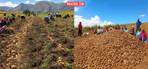 Huancavelica: La agricultura familiar es el motor de la producción de papa | VIDEO Huancavelica: La agricultura familiar es el motor de la producción de papa | VIDEO
