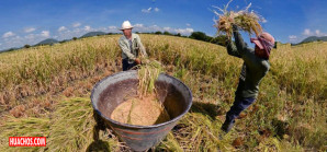 El precio del arroz en chacra cayó de 28% (productores de la costa y de la selva) El precio del arroz en chacra cayó de 28% (productores de la costa y de la selva)