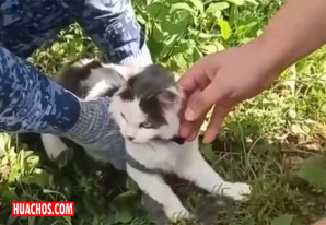 Interceptan a un gato con drogas cuando intentaba entrar en una cárcel de Rusia | VIDEO Interceptan a un gato con drogas cuando intentaba entrar en una cárcel de Rusia | VIDEO