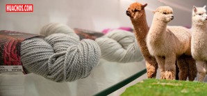 Incremento de envíos de la fibra de alpaca peruana y derivados hacia los mercados extranjeros Incremento de envíos de la fibra de alpaca peruana y derivados hacia los mercados extranjeros