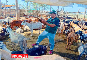 INIA impulsa la mejora genética caprina de los chivateros chinchanos INIA impulsa la mejora genética caprina de los chivateros chinchanos
