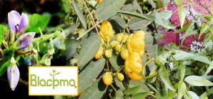 Plantas medicinales de Lircay fueron objeto de un minucioso estudio cientifico de alto nivel Plantas medicinales de Lircay fueron objeto de un minucioso estudio cientifico de alto nivel