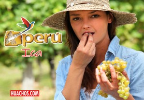 Senasa: Ica comercializa uvas con 44 mercados internacionales Senasa: Ica comercializa uvas con 44 mercados internacionales