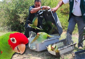 Liberan 40 loros rescatados de las garras de traficantes de animales - (VIDEO) Liberan 40 loros rescatados de las garras de traficantes de animales - (VIDEO)