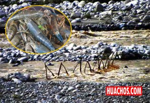 Veda del camarón de río regirá del 3 de enero al 31 de marzo del próximo año Veda del camarón de río regirá del 3 de enero al 31 de marzo del próximo año