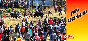 10 nuevos heridos en la Fiesta de Las Cruces, hay mucha efervecencia en el ambiente - VIDEO 10 nuevos heridos en la Fiesta de Las Cruces, hay mucha efervecencia en el ambiente - VIDEO