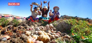 Huancavelica festeja el Día Internacional de la Papa Huancavelica festeja el Día Internacional de la Papa