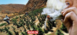 Otra plantación de marihuana en Santa Catalina, distrito El Carmen (Chincha) Otra plantación de marihuana en Santa Catalina, distrito El Carmen (Chincha)
