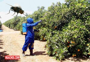 Senasa: Erradicación de la mosca de frutas llega a un 90 % en Nasca y Palpa Senasa: Erradicación de la mosca de frutas llega a un 90 % en Nasca y Palpa