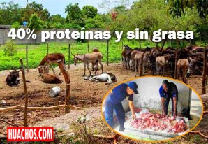 Comerciantes vendían carne de burro en el mercado ferial de Chincha Comerciantes vendían carne de burro en el mercado ferial de Chincha