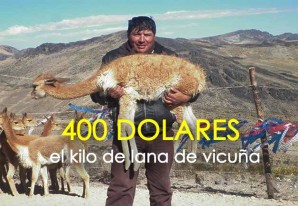 Buen año mal año, el precio del kilo de lana de vicuña es de 400 dolares Buen año mal año, el precio del kilo de lana de vicuña es de 400 dolares