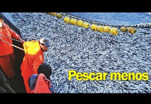 Regular la pesca de anchoveta da resultados positivos pues todos salimos ganando Regular la pesca de anchoveta da resultados positivos pues todos salimos ganando