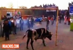 El toro se sale del coso en una tarde taurina en el distrito de La Tinguiña El toro se sale del coso en una tarde taurina en el distrito de La Tinguiña